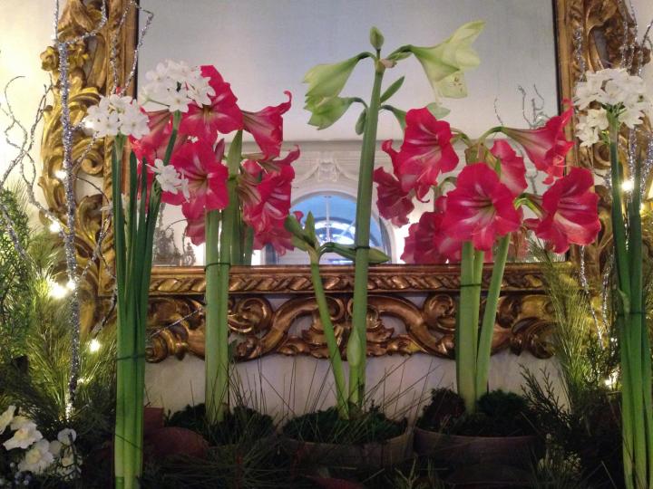 whie and pink Amaryllis flowers blooming in front of a mirror