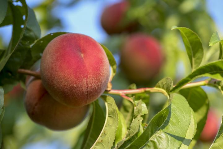 Peaches on peach tree