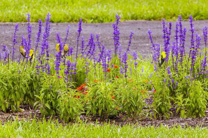 Goldfinches on purple salvia