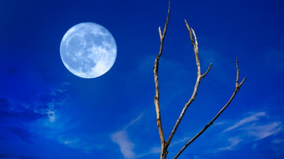blue moon in the sky with a tree