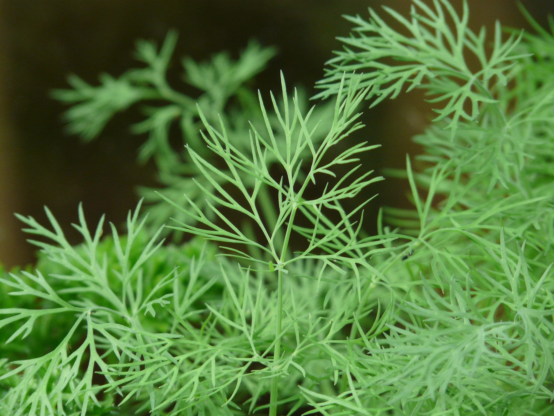 Plants That Look Like Dill