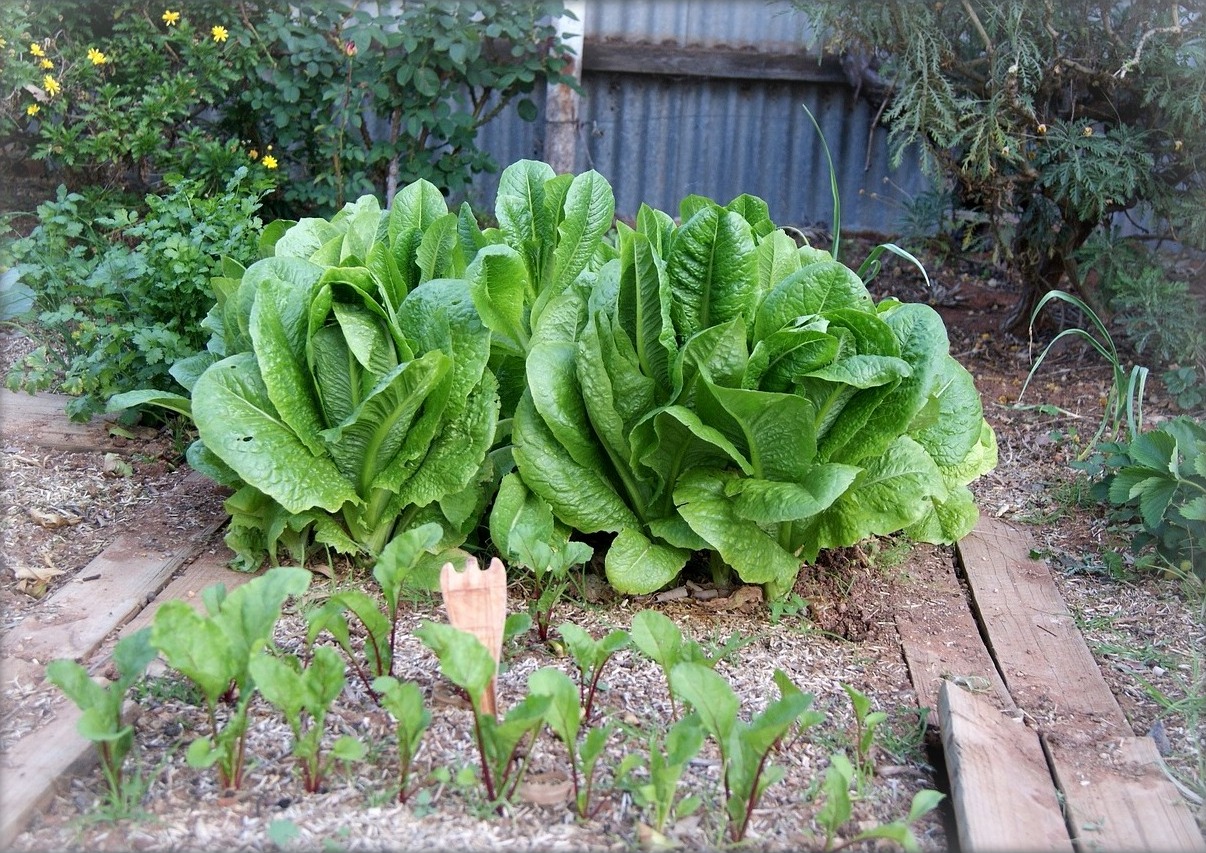 garden_plans_vegetables2_grow_partial_shade lettuce pixabay