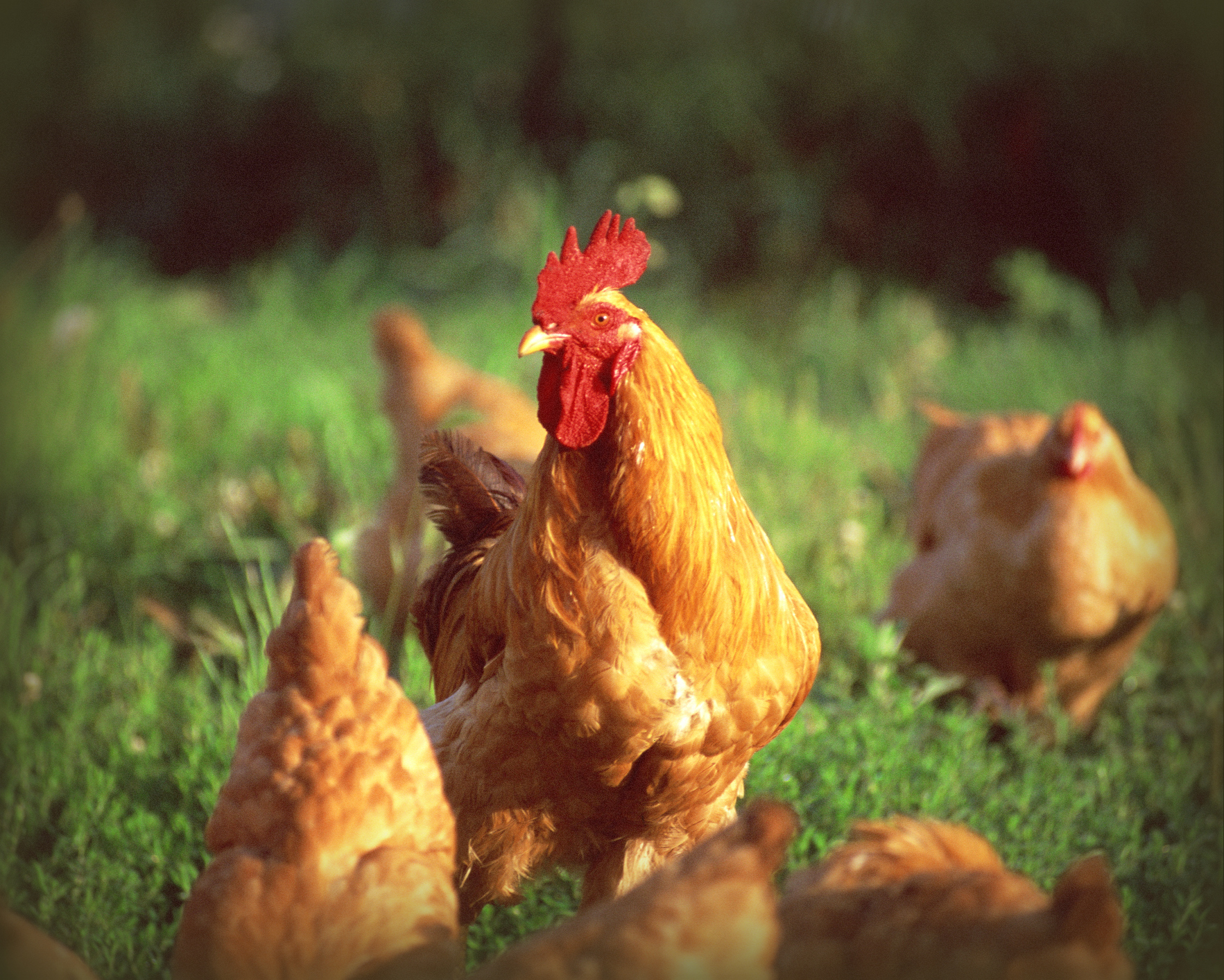Buy research paper online space needs of laying hens