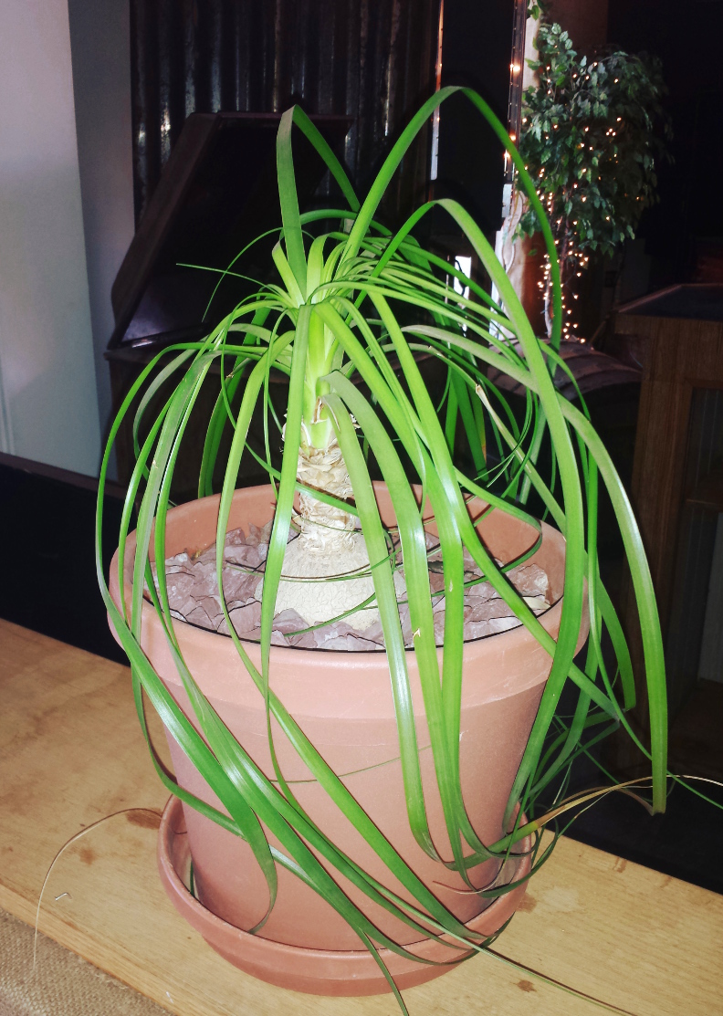 Ponytail Palm: How to Grow Indoors | The Old Farmer's Almanac