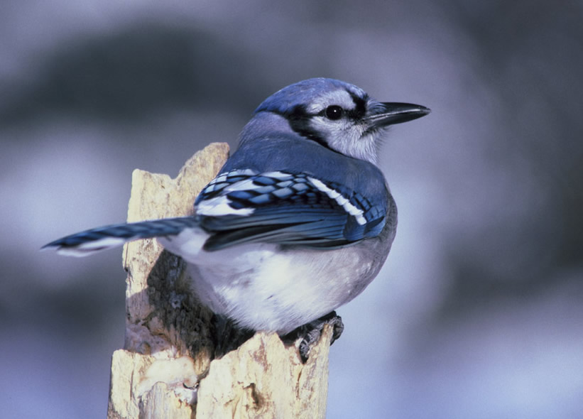 Bird Sounds and Songs of the Blue Jay The Old Farmer's
