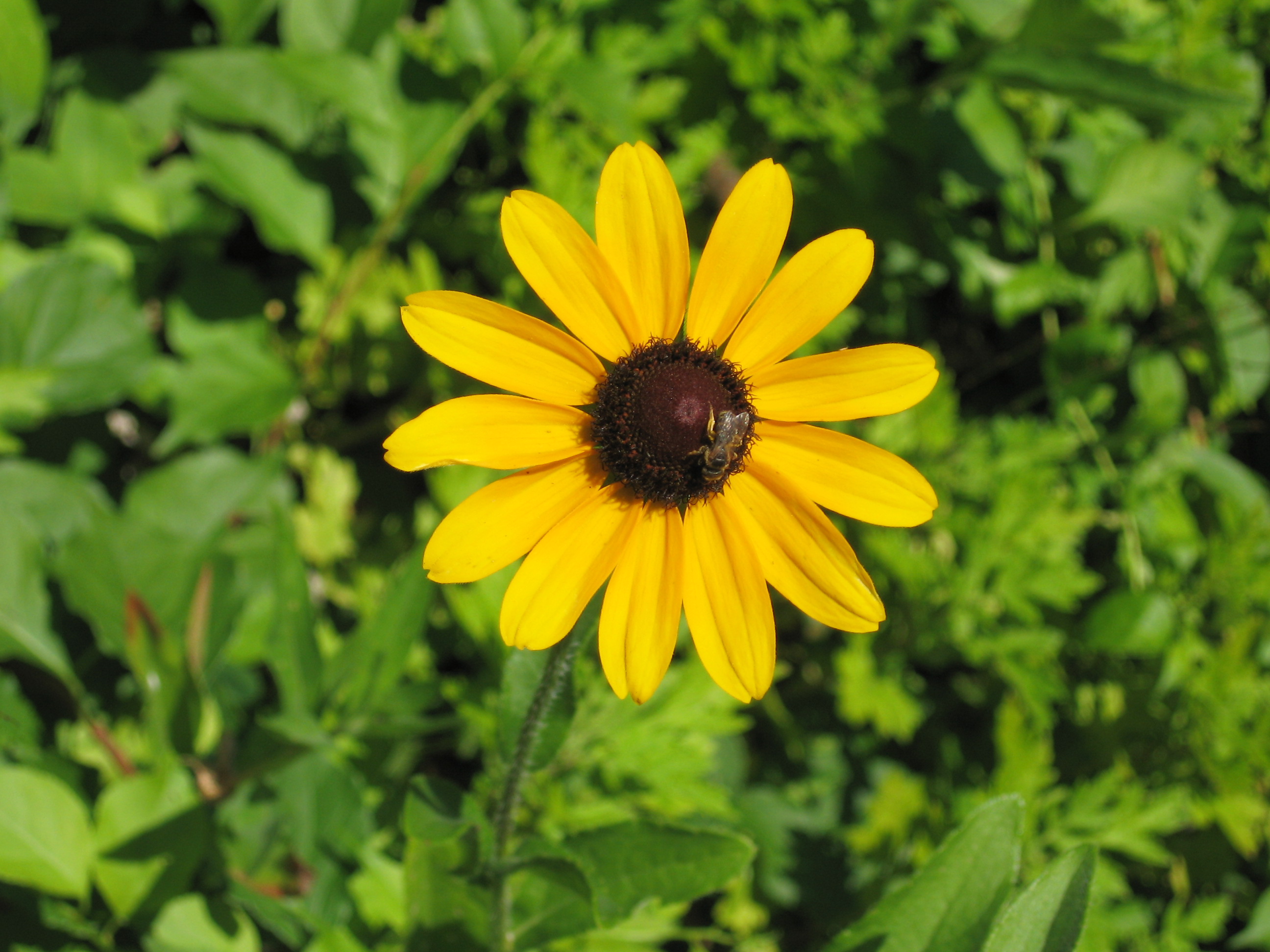 Black-eyed Susans: How to Plant, Grow, and Care for Black ...
