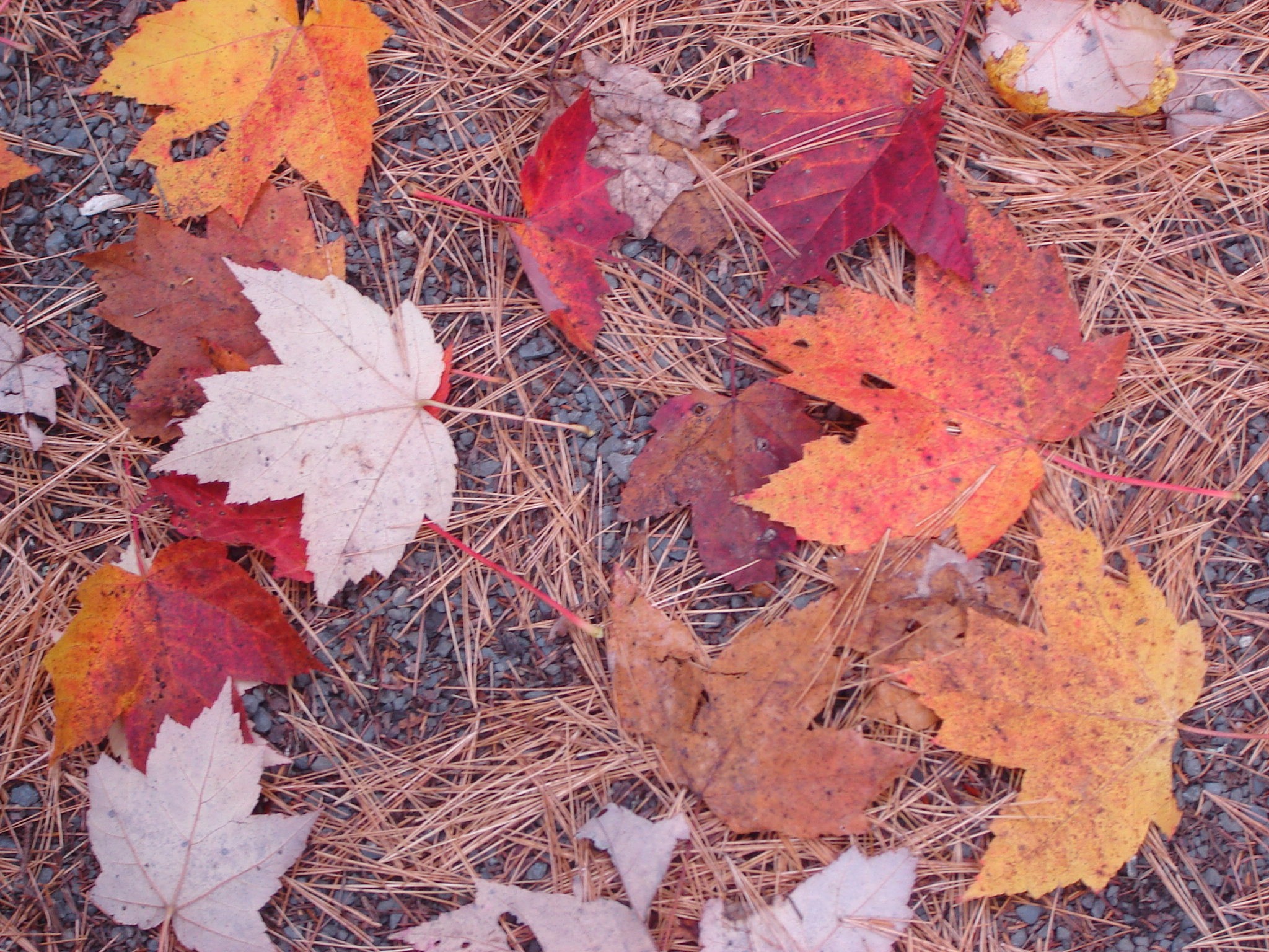 Fall Foliage: Why Do Autumn Leaves Change Color | The Old Farmer's Almanac