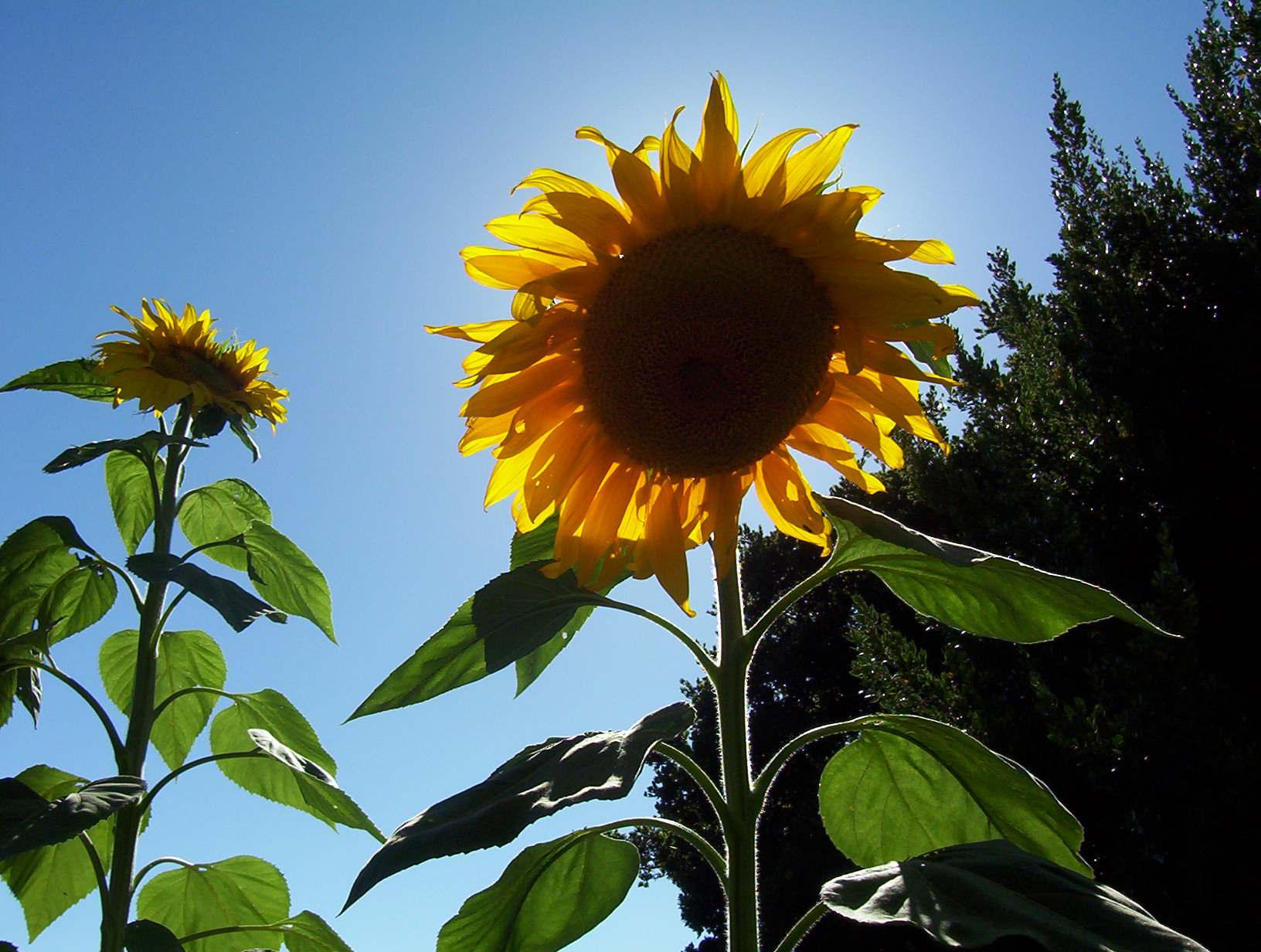 What is the best environment for sunflowers?