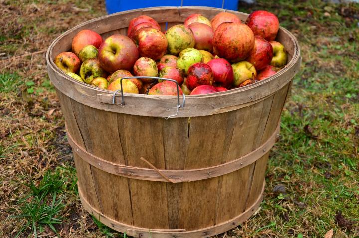 a bushel basket of apples