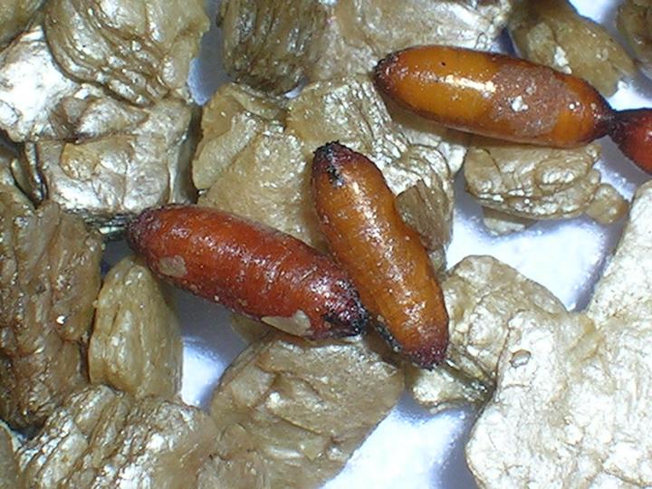 cabbage root maggots in the pupal stage