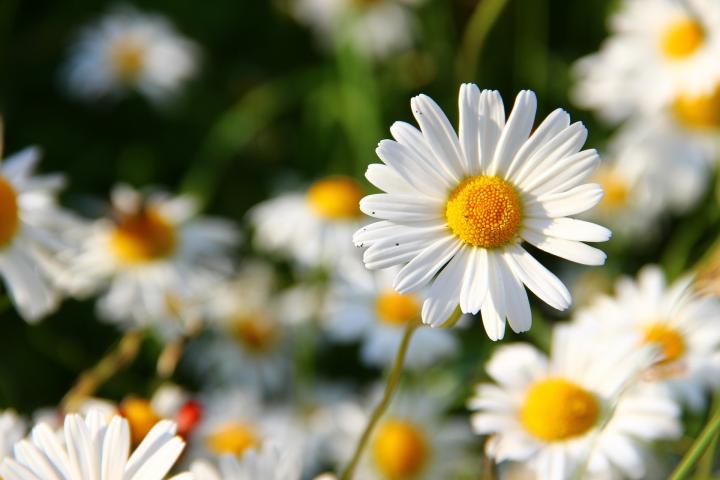 April birth flower, daisy
