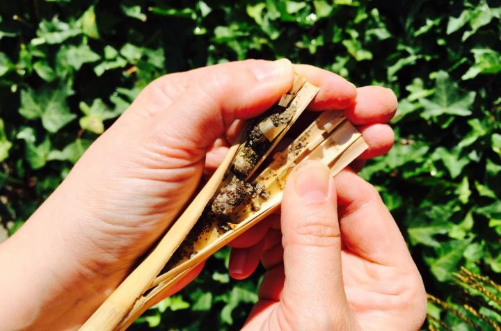 Harvesting bee cocoons. Photo by Crown Bees.