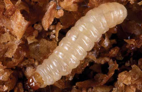 Indian meal larva. pantry worm
