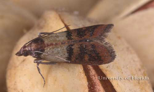 Indian meal adult moth. pantry moth