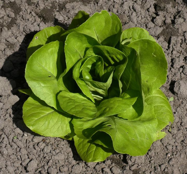 lettuce-3337314_1920_full_width.jpg