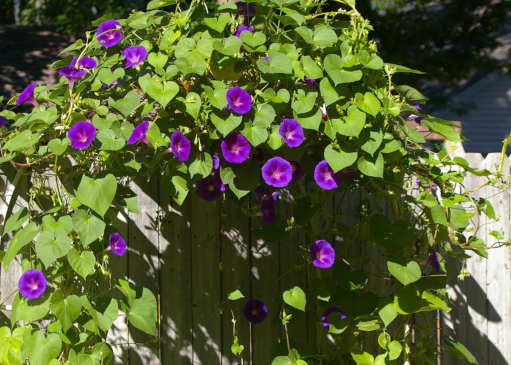 Purple morning glory vining over a wooden fence