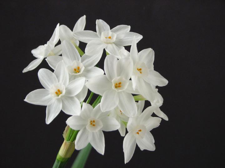 Paperwhite, narcissus, December birth flower