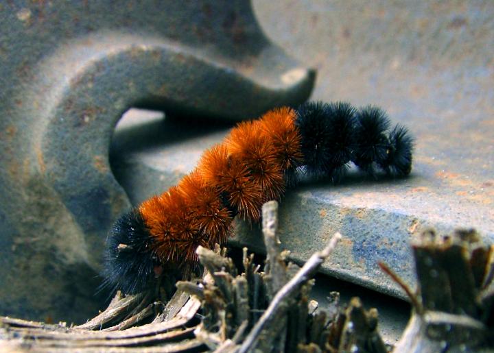 Woolly Bear Caterpillar. Photo by sillyputtyenemies/Wikimedia.