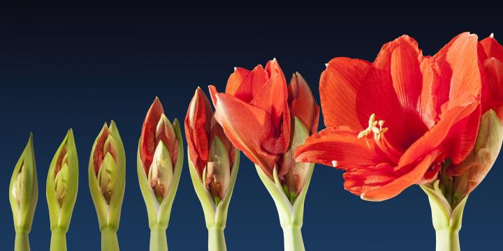 red Amaryllis blooming progression