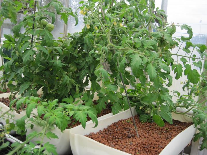 Fruiting tomatoes are heavy plants and need the root support offered by clay pellets along with something to climb.