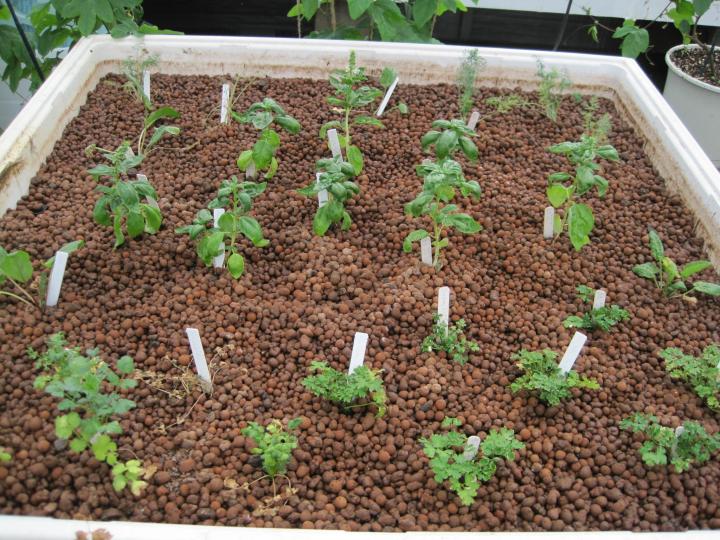 Basil and other herbs are supported by clay pellets.