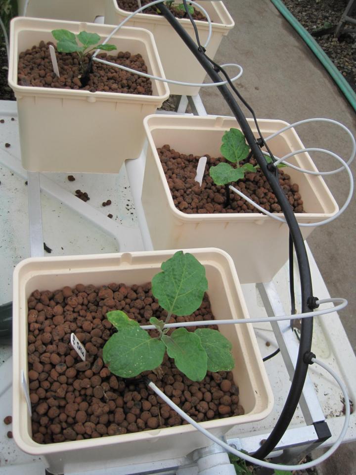 Eggplants are fed by individual emitters in a drip system.