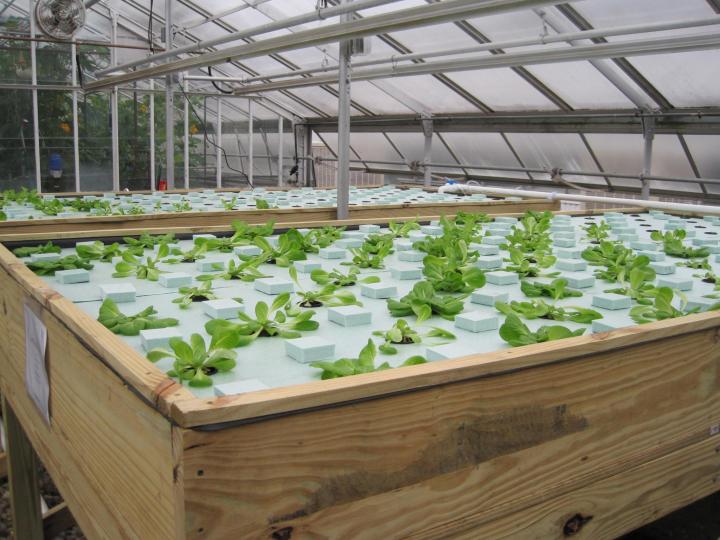 unh hydroponic gardening