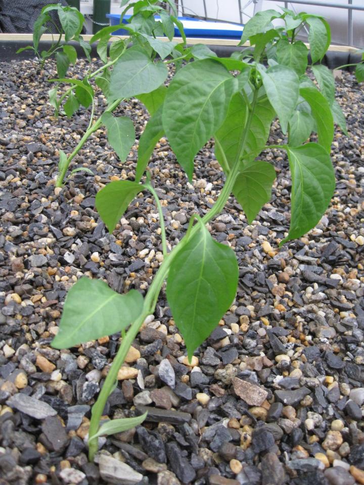 Peppers grow well in an ebb-and-flow, media-based system supported by pea stones.