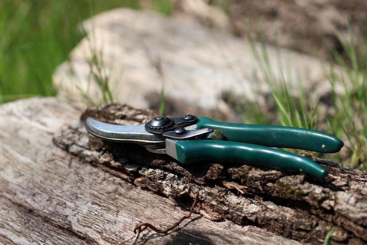 pruning shears or a hand pruner