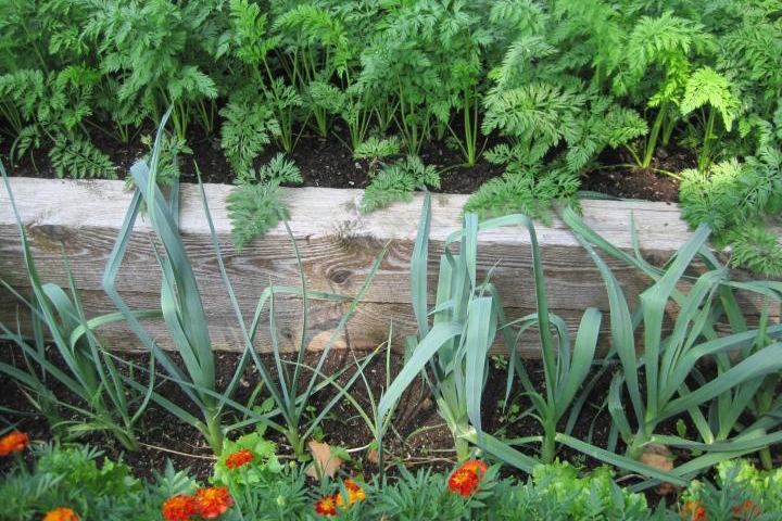 Carrots and leeks do well in this shady raised bed. Photo by Robin Sweetser.