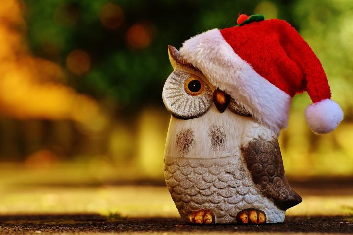 Owl with christmas hat