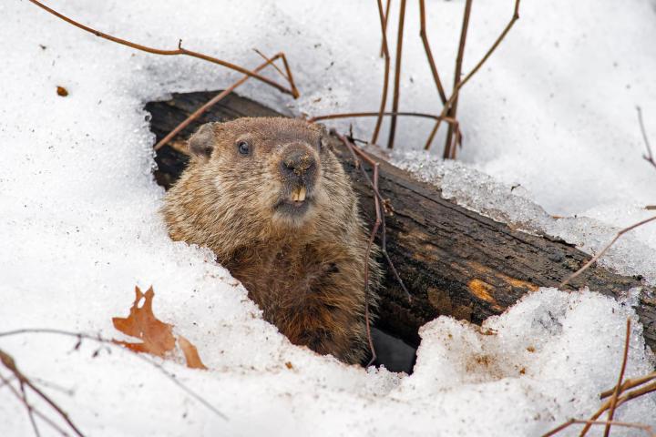 Groundhog in snow. Photo by Brain E. Kushner/ShutterStock