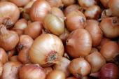 onions_quarter_width.jpg