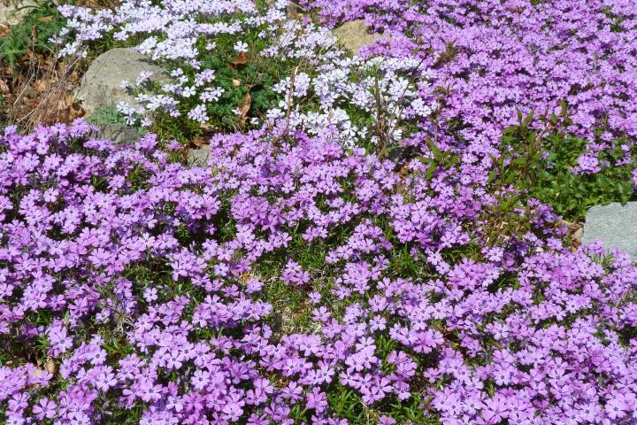 Creeping phlox is a hardy ground cover with lovely spring blooms.