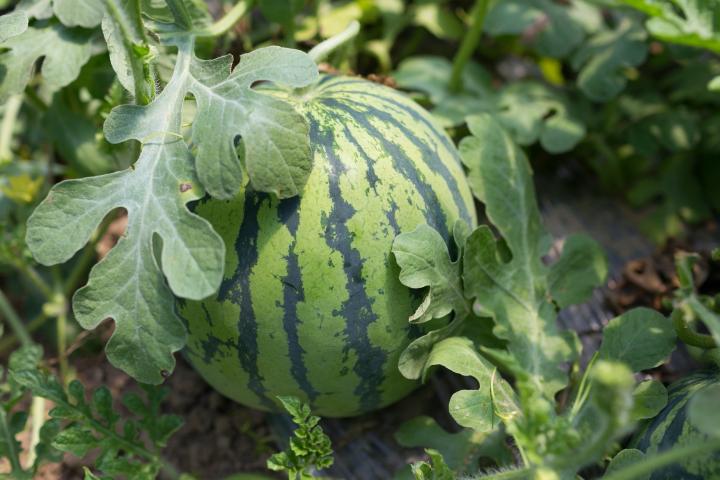 Watermelon plants growing with a watermelon