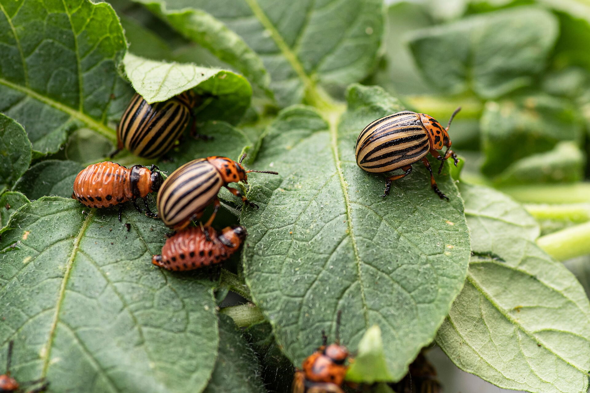 Colorado potato beetles crawling on leaves