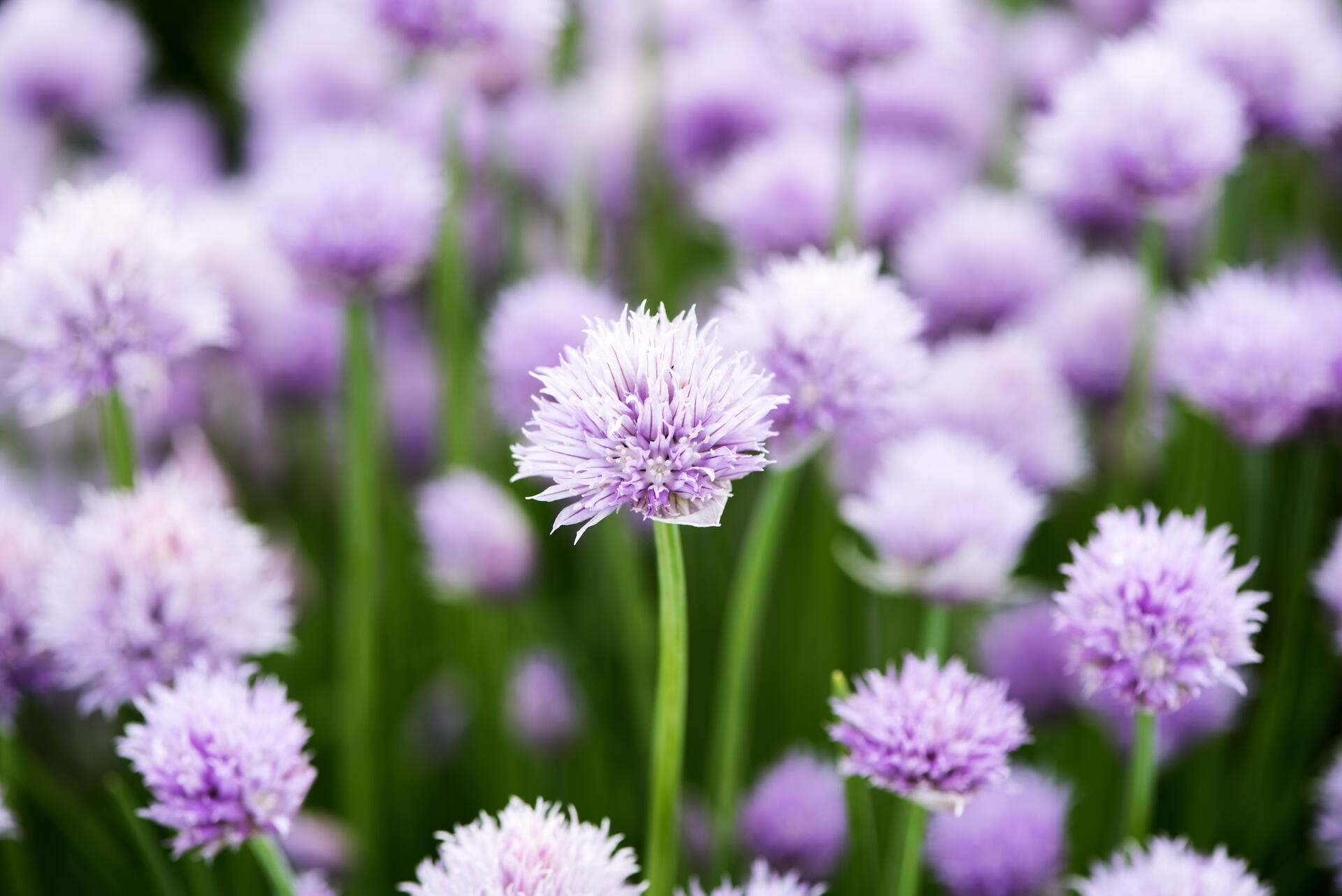 Purple chive flowers growing