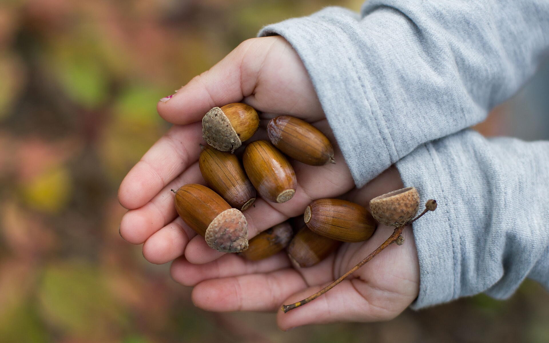 child holds in hands lot of ripe acorns.