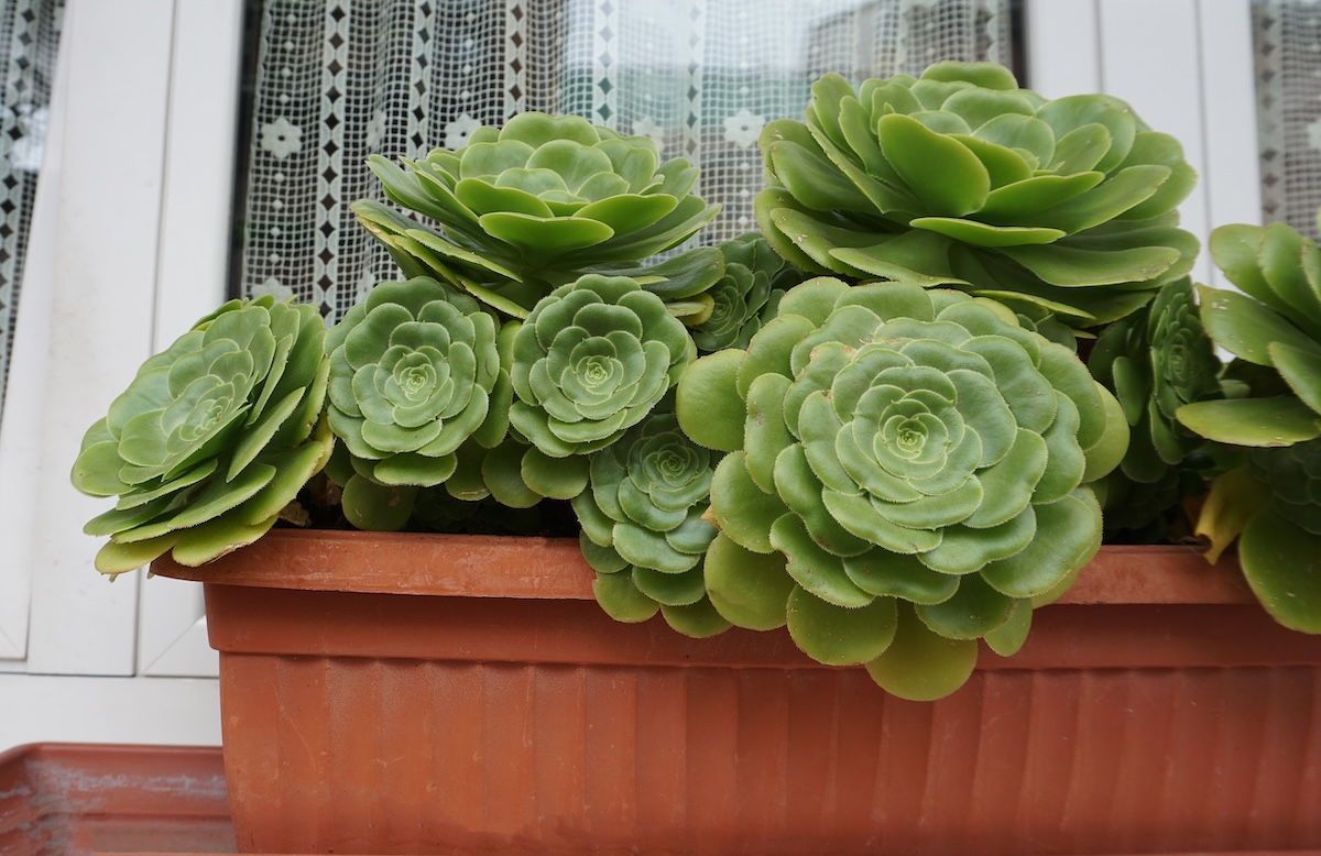 Green aeonium rosettes of different sizes growing in a rectangular planter.