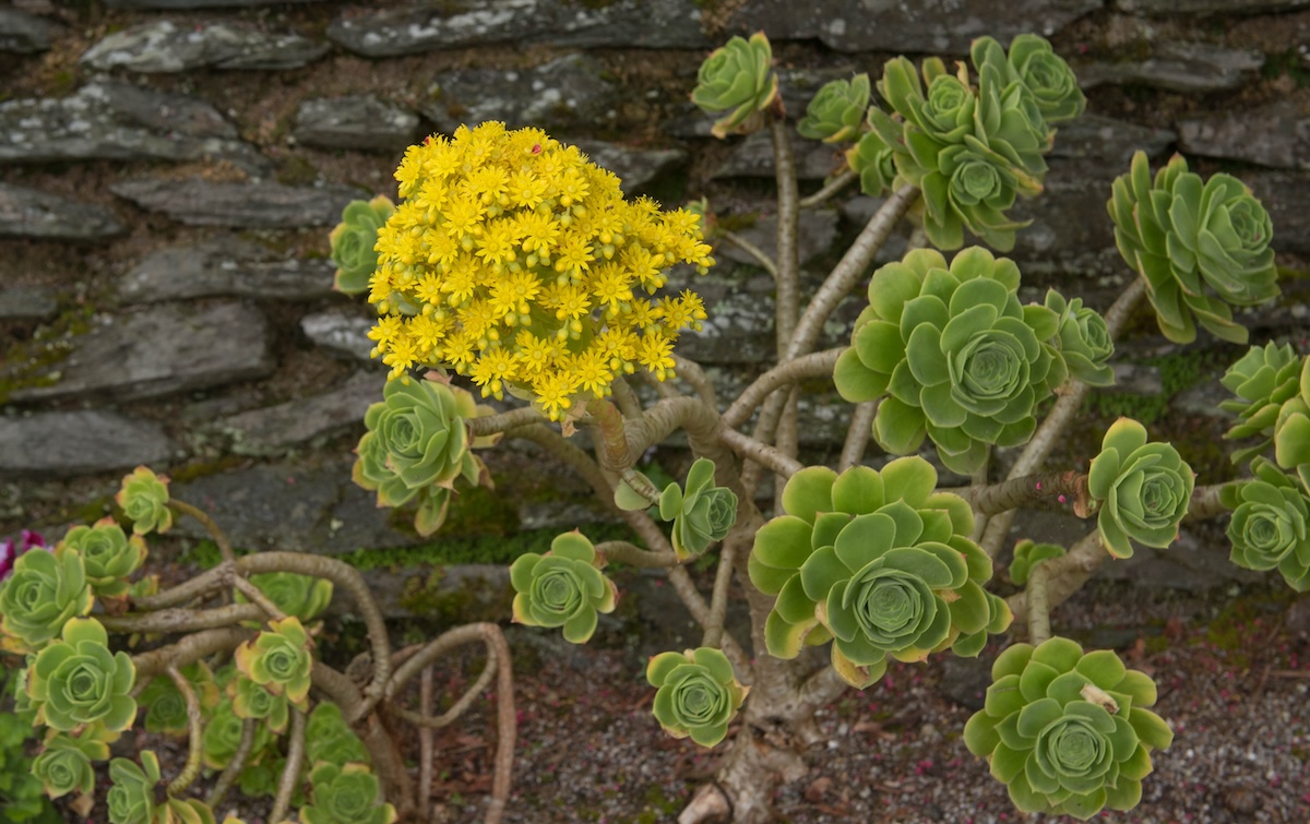 aeonium growing outdoors with a yellow flower cluster