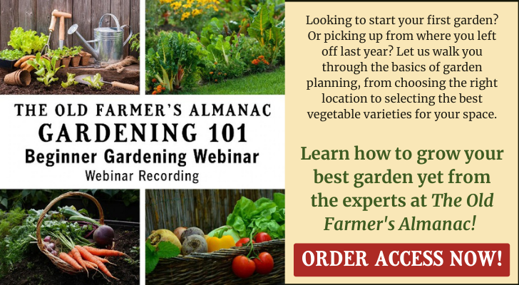 10 Tips for Starting Seeds | Almanac.com