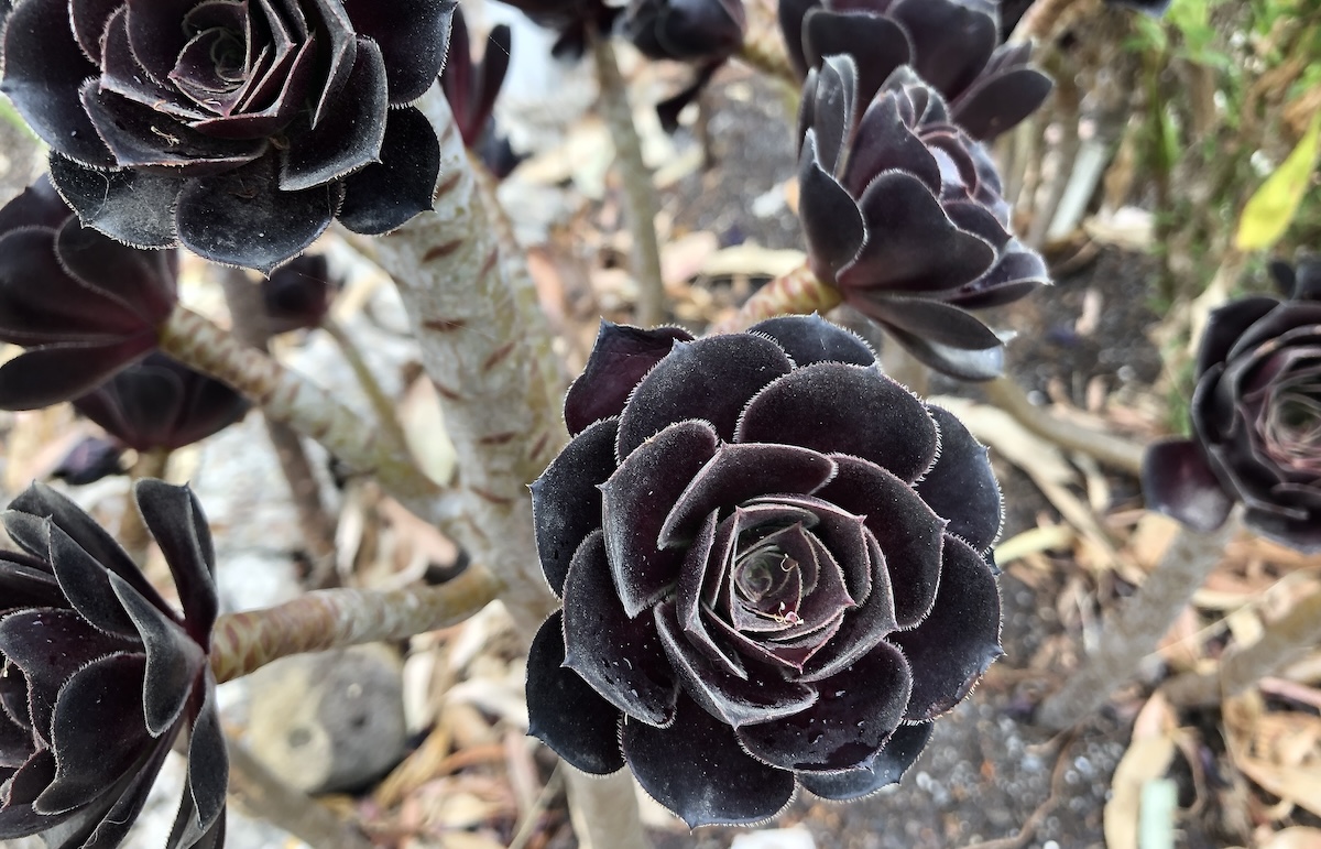 Black rose succulent, scientifically known as Aeonium arboreum ‘Zwartkop’, featuring dark burgundy to near-black rosette foliage with a sculptural, matte textur