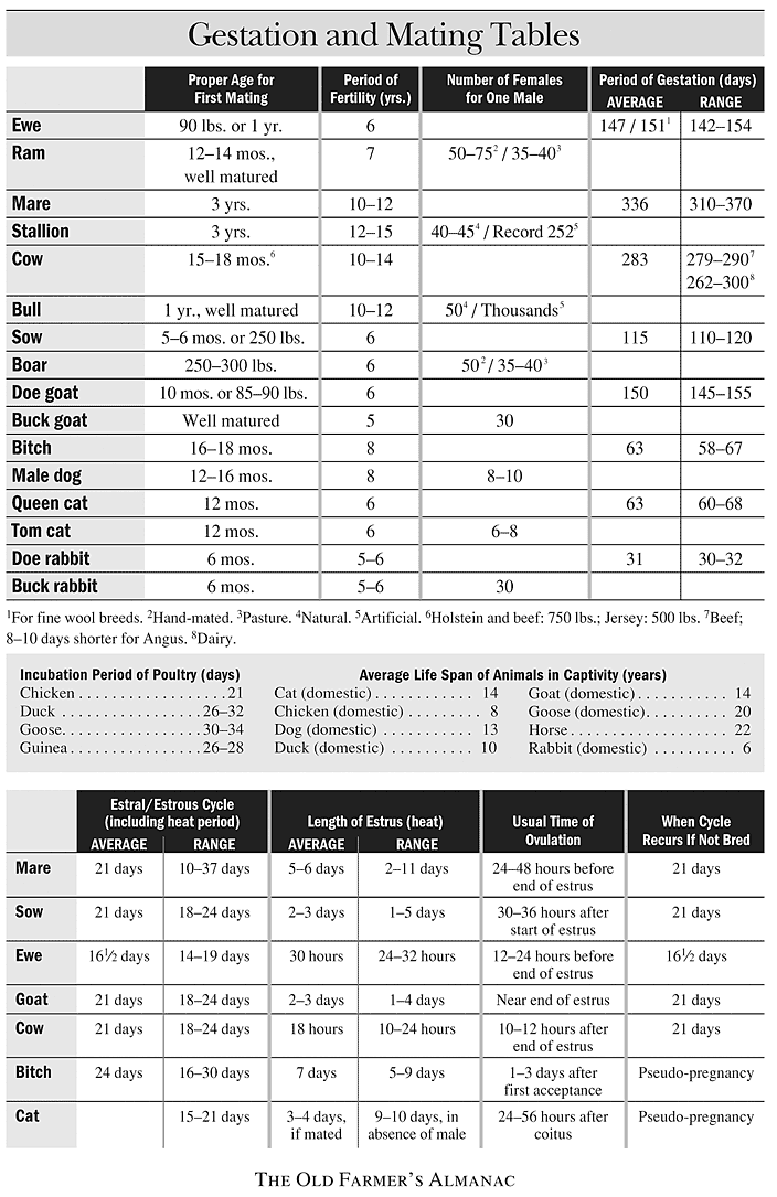 Cattle Gestation Chart