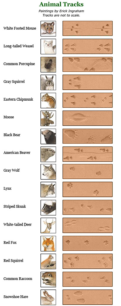 Wild Animal Paw Print Chart