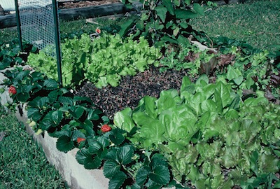 How To Build Cheap And Productive Raised Garden Beds The Old