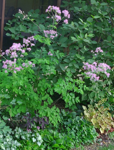  Thalictrum (Meadow Rue)