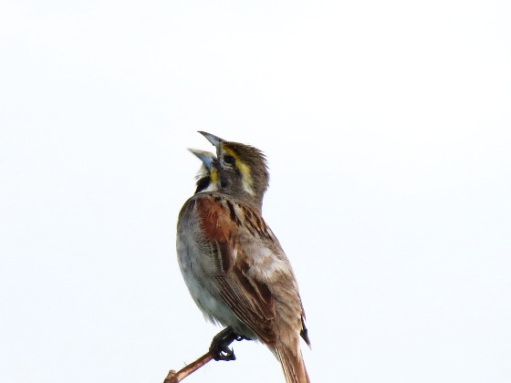 Dickcissel (sparrow-like, but, like the House Sparrow, a "false" sparrow) 