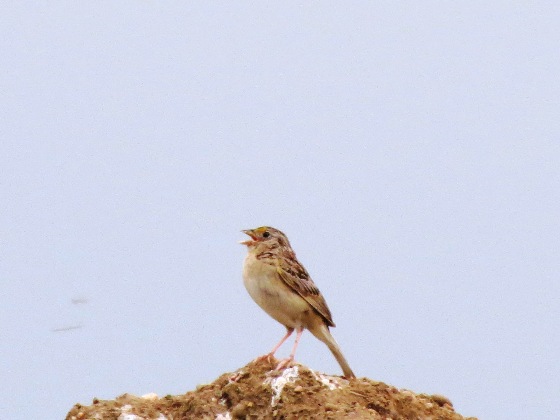 Grasshopper Sparrow (one of our most diminutive sparrows)