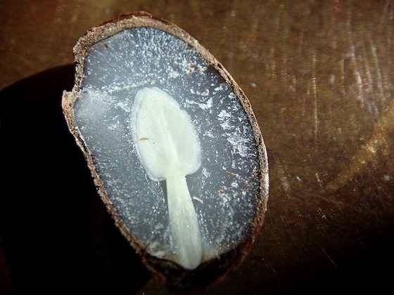 Persimmon Seed Split Open with a spoon shape