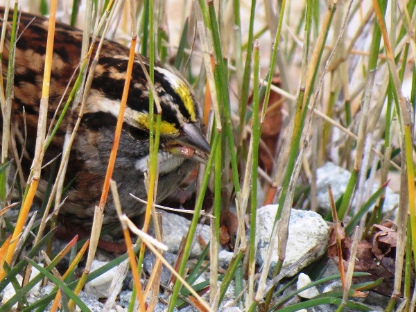 White-throated Sparrow (one of our most common sparrows)